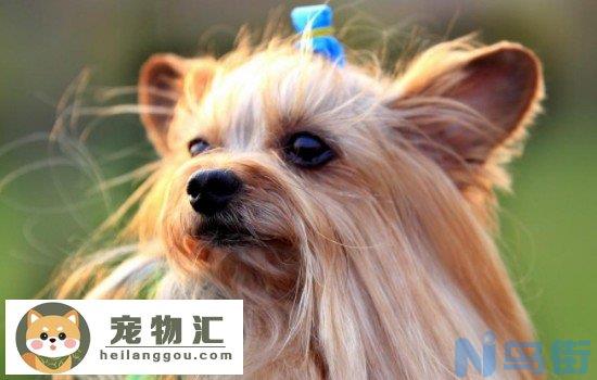 养蝴蝶犬串串的危害