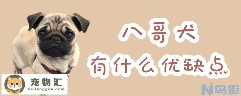 八哥犬有什么优缺点