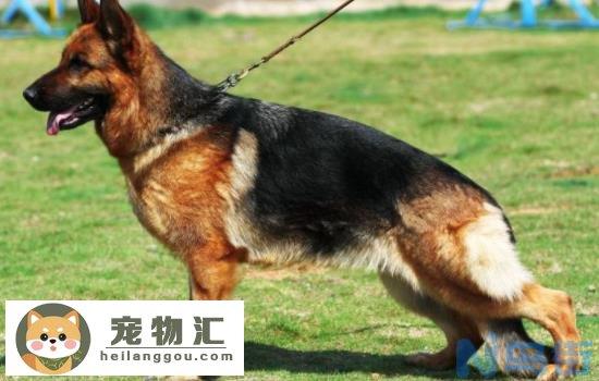 德国牧羊犬的四大品种