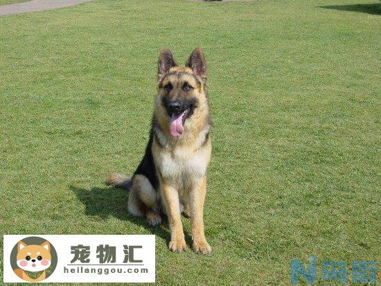 德国牧羊犬怎么看纯不纯 纯种德牧辨别选购技巧