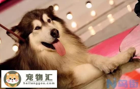 阿拉斯加犬和哈士奇有什么区别