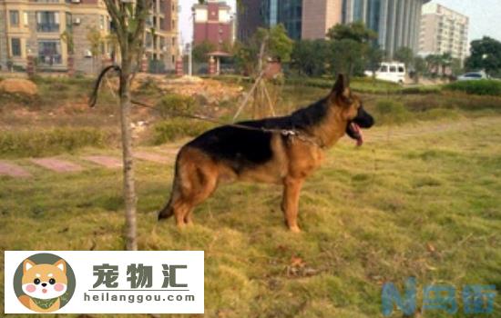 赛级德牧标准 告诉你怎么选这种赛级犬！