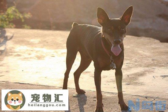 小鹿犬好养吗 小鹿犬(迷你杜宾犬)适合什么人养