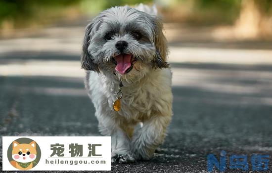 怎么挑选狗狗幼犬 有四个方面要注意！