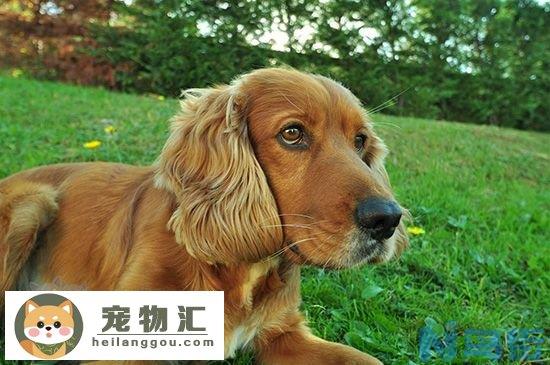 美国可卡犬智商排名高吗 美国可卡犬智商介绍