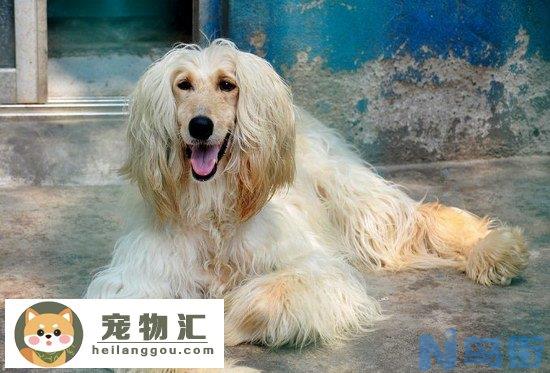 阿富汗猎犬价格是多少 纯种阿富汗猎犬多少钱一只