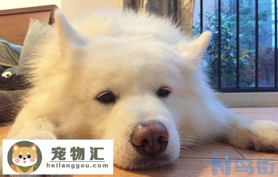 斯塔福犬爆头征兆