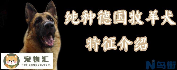 纯种德国牧羊犬有什么特征