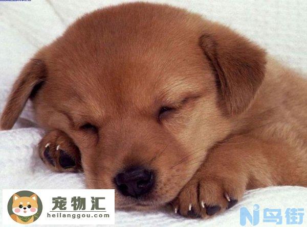 土狗幼犬的挑选方法