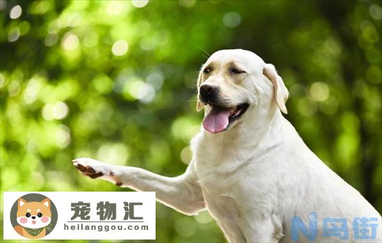 拉布拉多是什么犬种