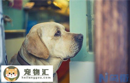 苏牧犬怎么看纯不纯 苏牧犬怎么看品相