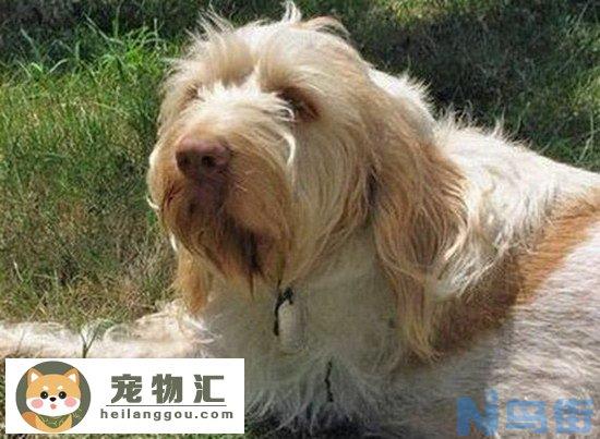 史毕诺犬怎么看纯不纯 纯种史毕诺犬辨认方法