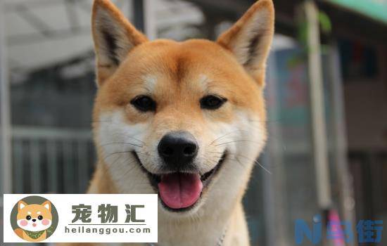 小h是不是柴犬 要好好分清小h是柴犬，不要把祖先弄错了