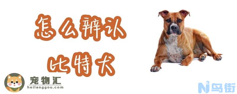 怎么辨认比特犬