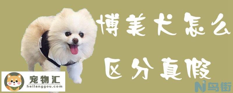 博美犬怎么区分真假