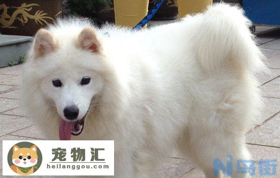 爱斯基摩犬价格 爱斯基摩价格