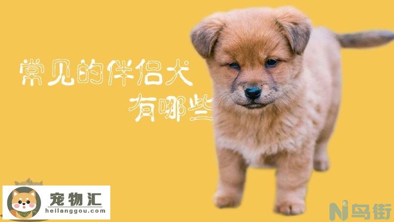 常见的伴侣犬有哪些？