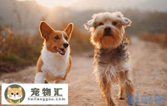 俊介犬聪明吗