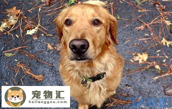 金毛是猎犬吗 金毛的性格特点