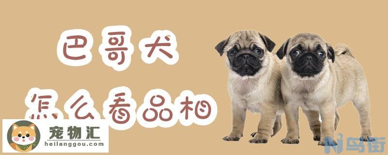 巴哥犬怎么看品相