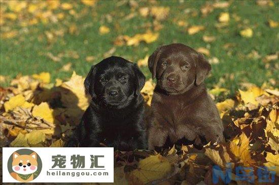 拉布拉多好养吗 拉布拉多犬好不好养