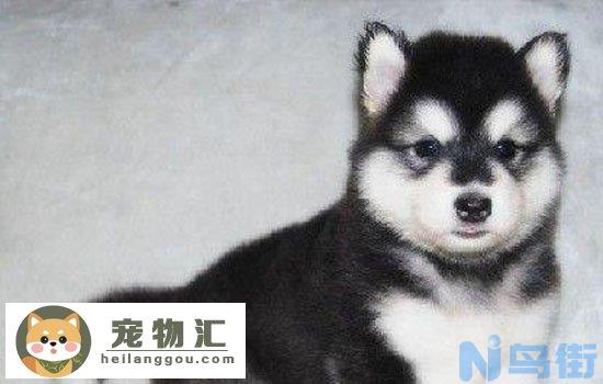 阿拉斯加是大型犬吗