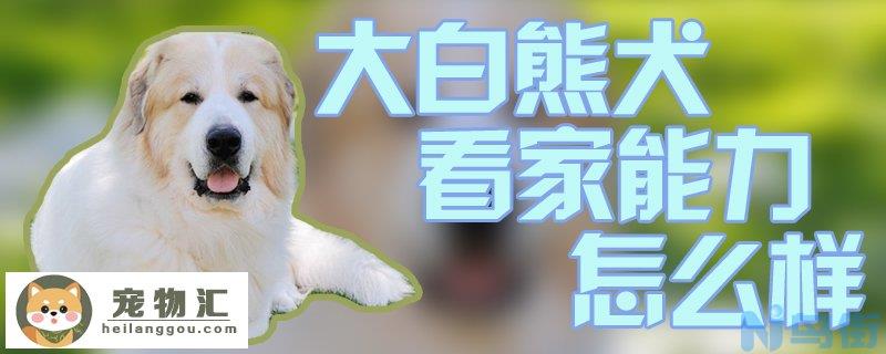 大白熊犬看家能力怎么样