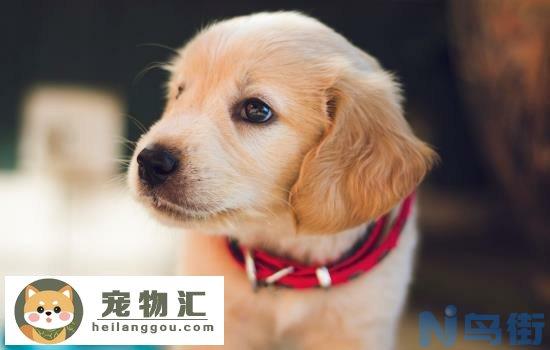 金毛犬禁忌吃什么