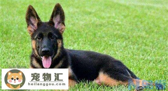 德国牧羊犬有什么缺点 养德牧之前一定要了解清楚