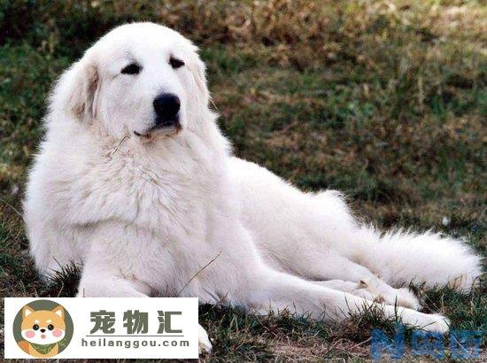 大白熊犬价格是多少 大白熊犬多少钱一只