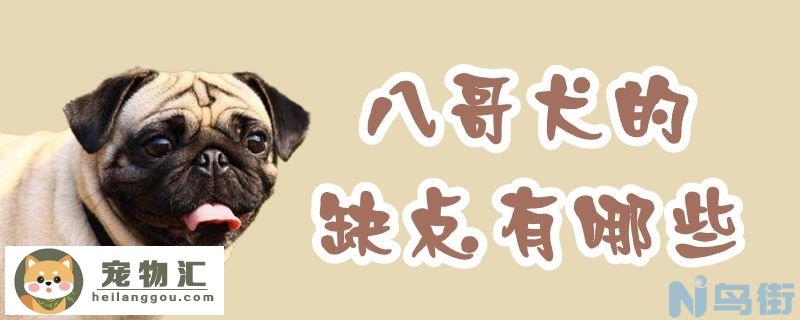 八哥犬的缺点有哪些