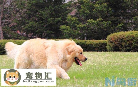 苏牧犬的寿命为多少年