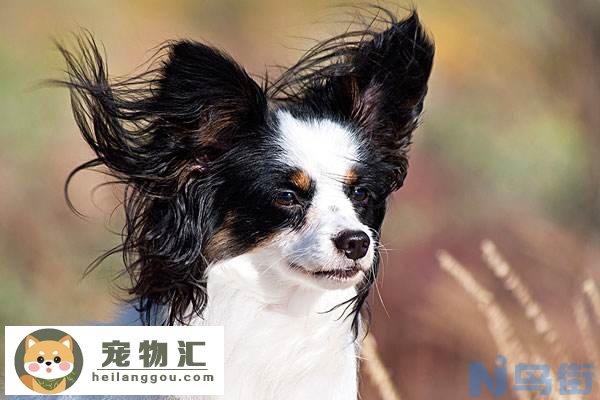 蝴蝶犬价格多少钱一只 蝴蝶犬一只多少钱