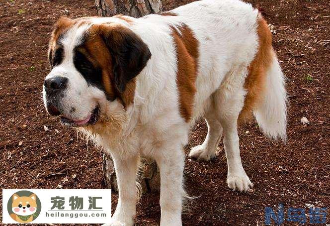 圣伯纳犬纯种价格 圣伯纳犬纯种价位