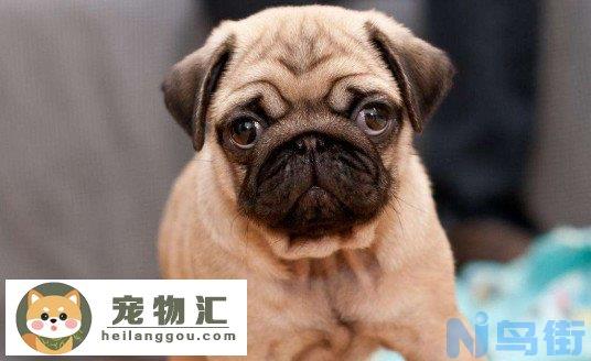 为什么巴哥犬刚开始养就后悔