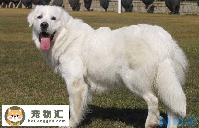 北京大白熊犬价格 北京大白熊犬多少钱