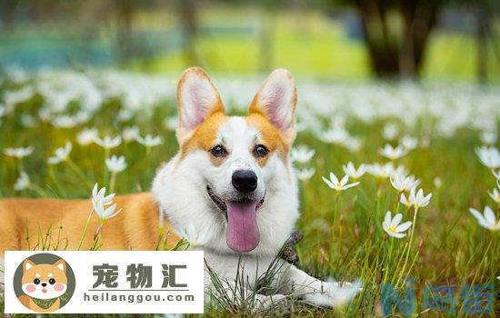 柯基犬怎么养好