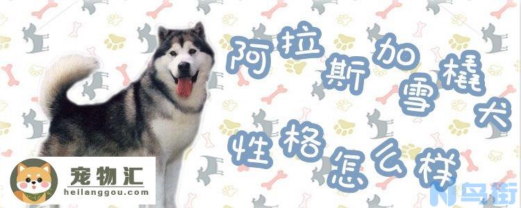 阿拉斯加犬性格怎么样