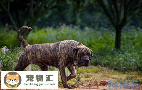 加纳利犬怎么区分普加和道加