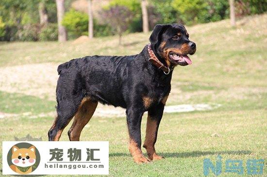 罗威纳犬性格好不好 罗威纳犬性格特点