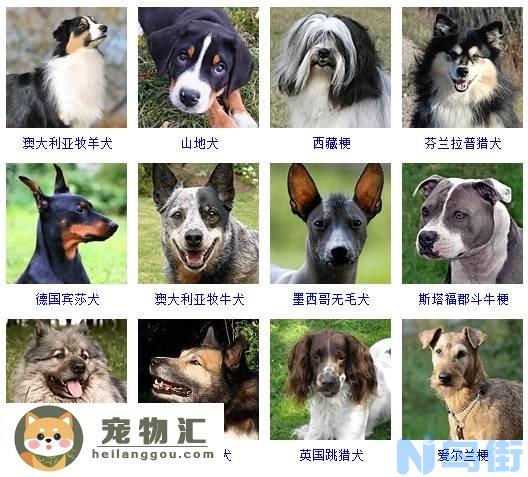 中型犬品种大全 这些狗狗你都认识吗