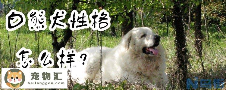 白熊犬性格怎么样