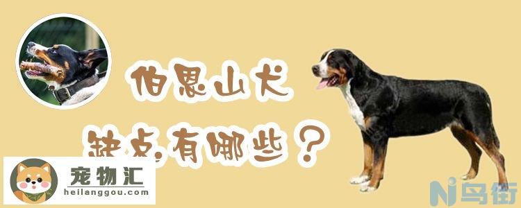 伯恩山犬缺点有哪些