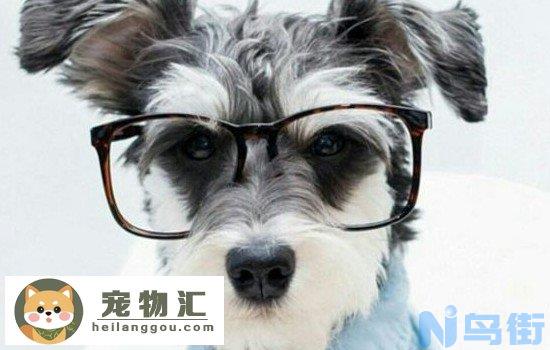 梗犬跟普通犬什么区别 梗犬和普通犬的区别