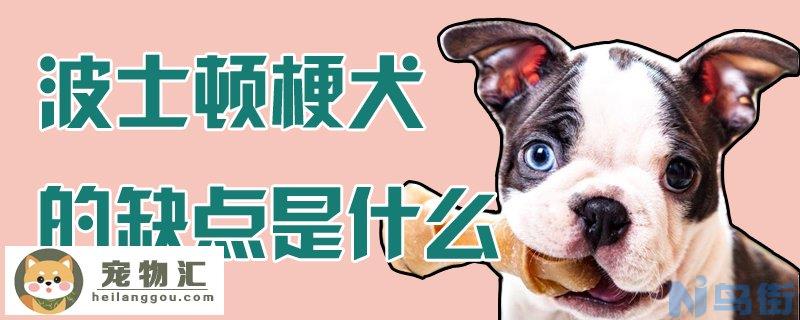 波士顿梗犬的缺点是什么