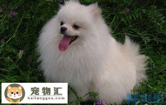 博美犬能记住主人多久 博美记忆力久吗