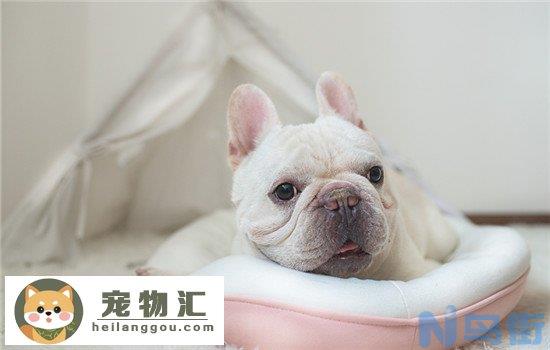 马尔济斯犬和约克夏区别