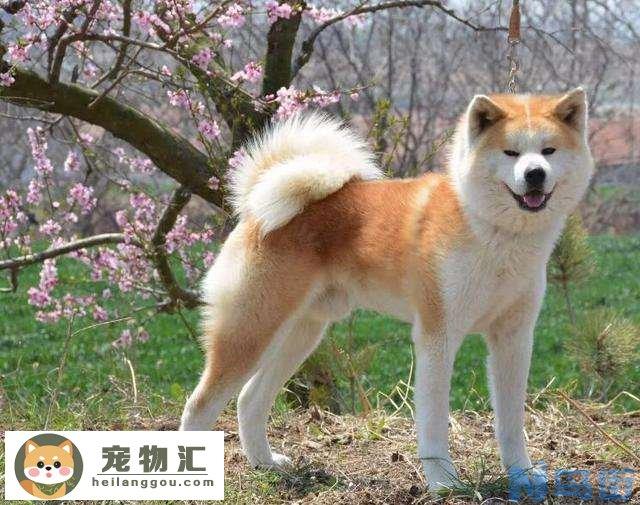 秋田犬价格多少钱一只 纯种秋田犬价格多少钱一只