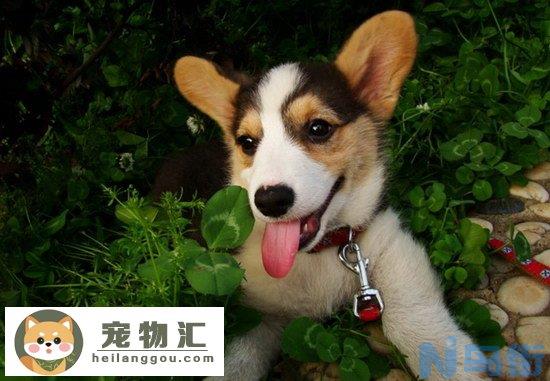 柯基犬怎么看纯不纯 纯种柯基犬挑选方法