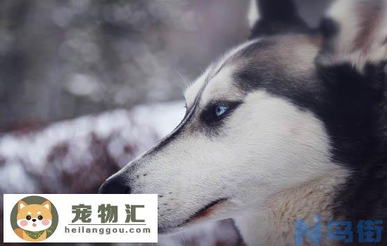 哈士奇是哪里的雪橇犬 哈士奇是哪里的狗